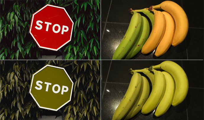 Stop sign and ripe and unripe bananas - colorblind view